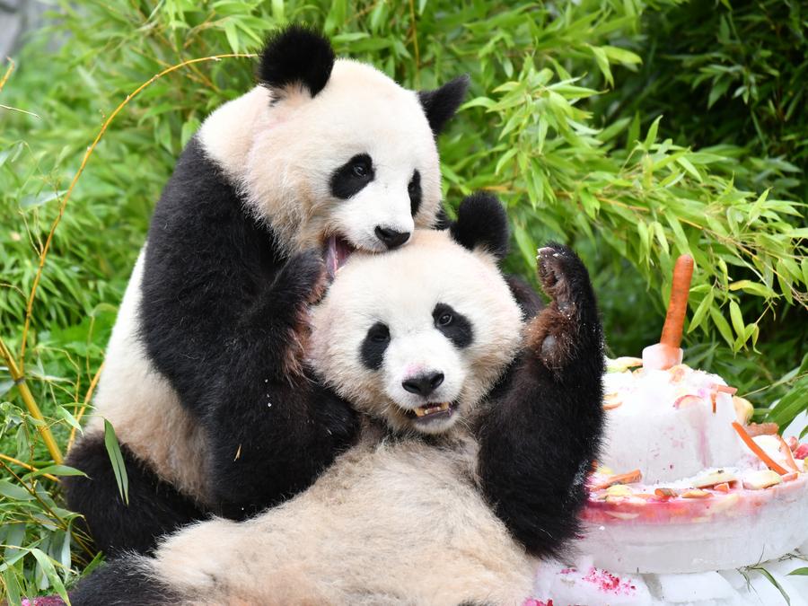 Pandas breathe warmth into Berlin's daily rhythm