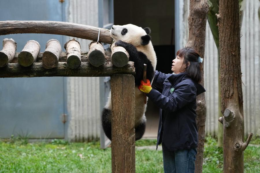 Pandas breathe warmth into Berlin's daily rhythm