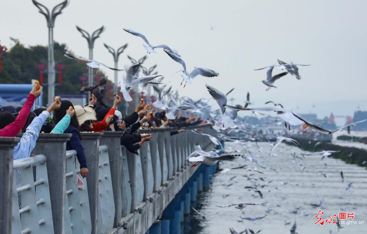 Red-billed gulls flock to Haigeng Dam in Kunming Red-billed gulls flock to Haigeng Dam in Kunming