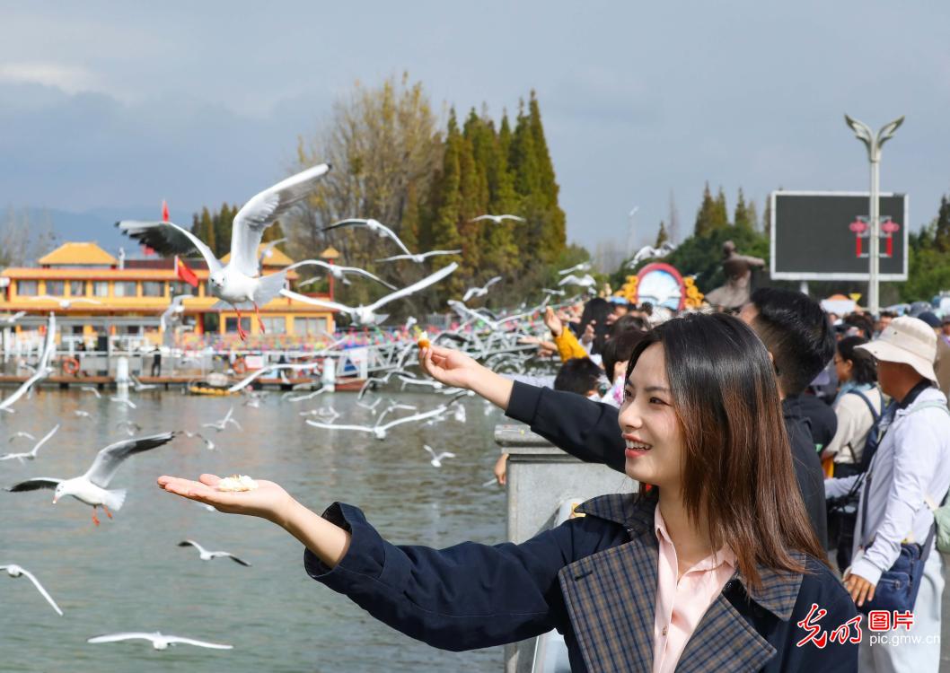 Red-billed gulls flock to Haigeng Dam in Kunming Red-billed gulls flock to Haigeng Dam in Kunming
