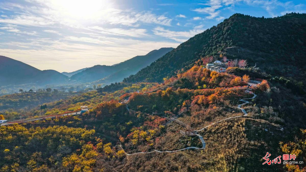 Autumn colors peak at Nanshan Changle Valley in Zunhua Autumn colors peak at Nanshan Changle Valley in Zunhua