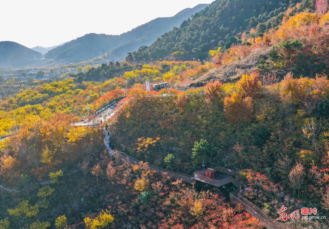 Autumn colors peak at Nanshan Changle Valley in Zunhua Autumn colors peak at Nanshan Changle Valley in Zunhua