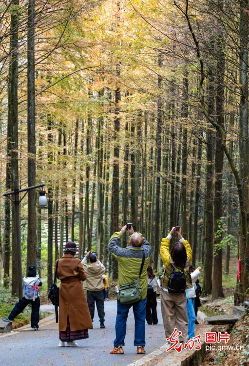 Colorful forest dazzles in SW China's Chongqing