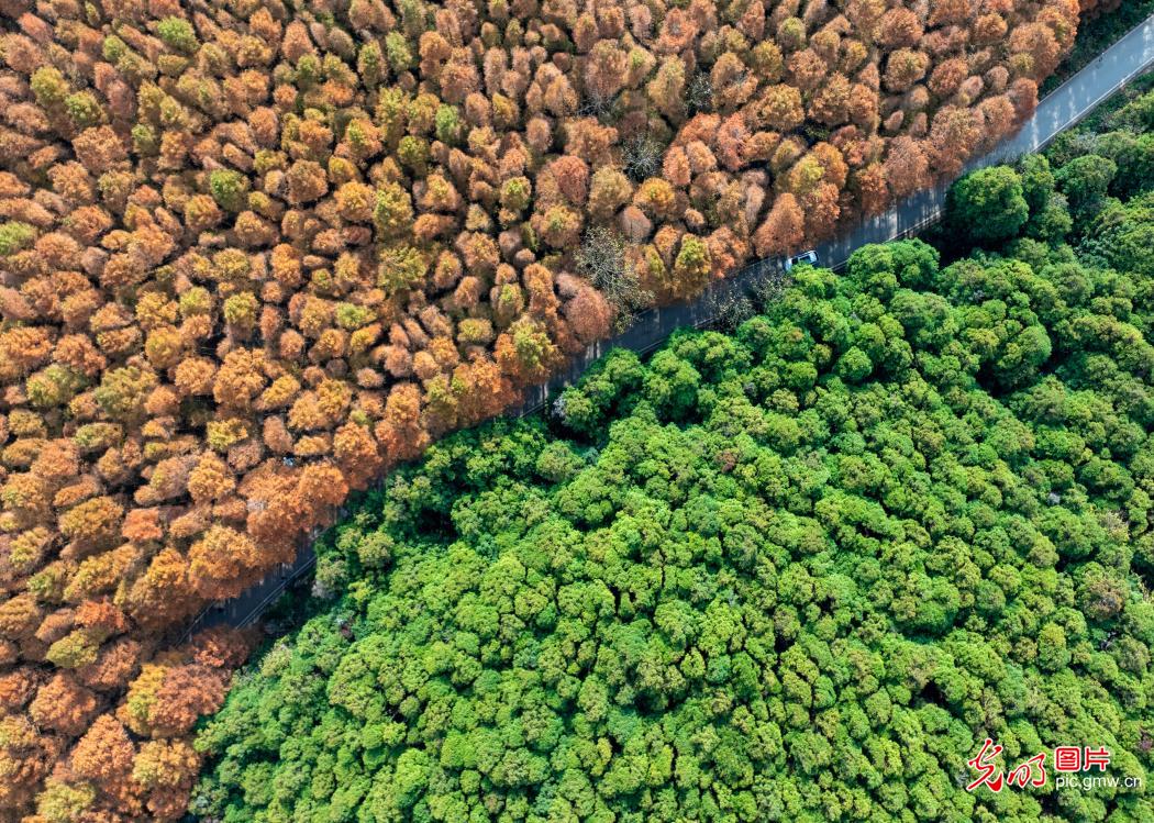 Colorful forest dazzles in SW China's Chongqing
