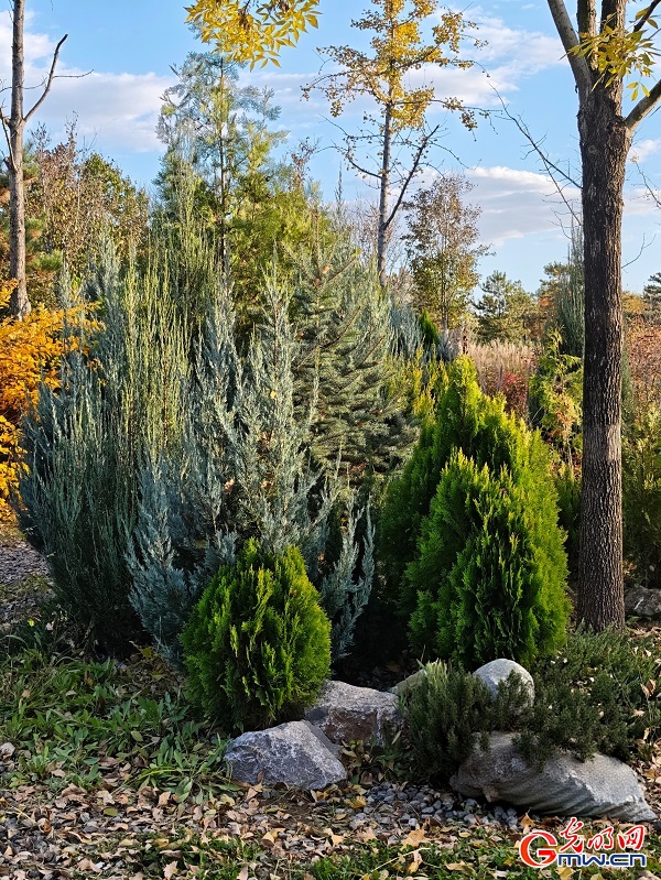 Autumn view at Beijing's Central Green Forest Park Autumn view at Beijing's Central Green Forest Park