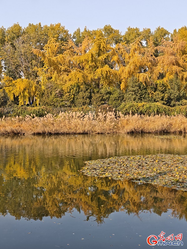 In pics: autumn scenery of Yuanmingyuan Park In pics: autumn scenery of Yuanmingyuan Park
