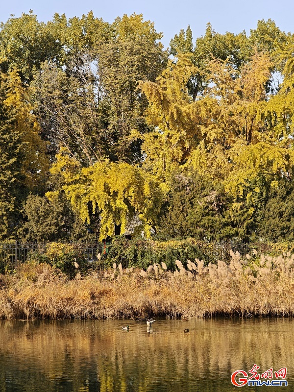 In pics: autumn scenery of Yuanmingyuan Park In pics: autumn scenery of Yuanmingyuan Park