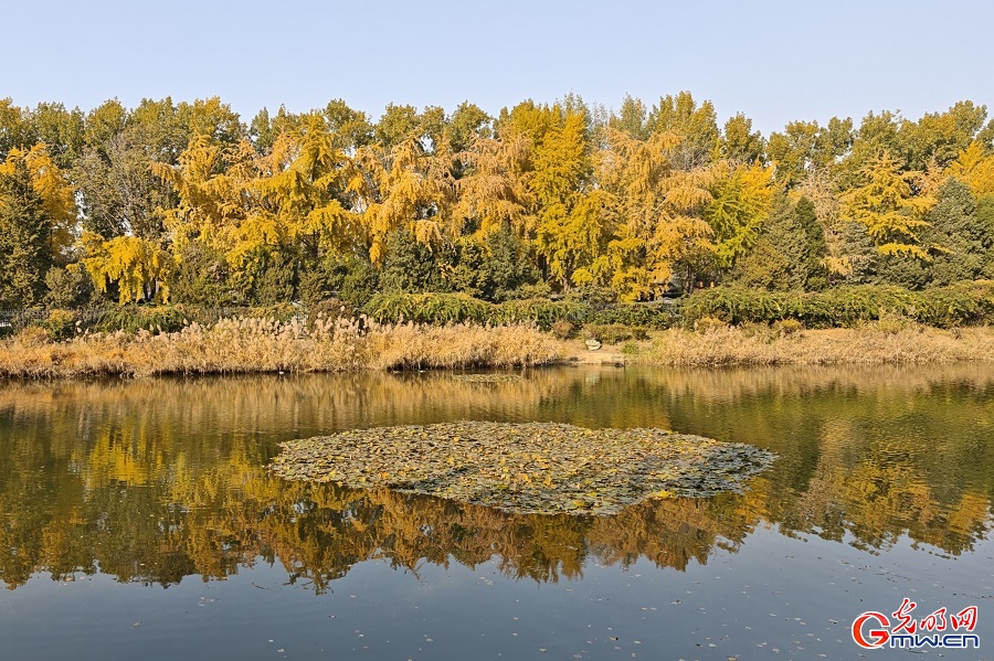 In pics: autumn scenery of Yuanmingyuan Park In pics: autumn scenery of Yuanmingyuan Park