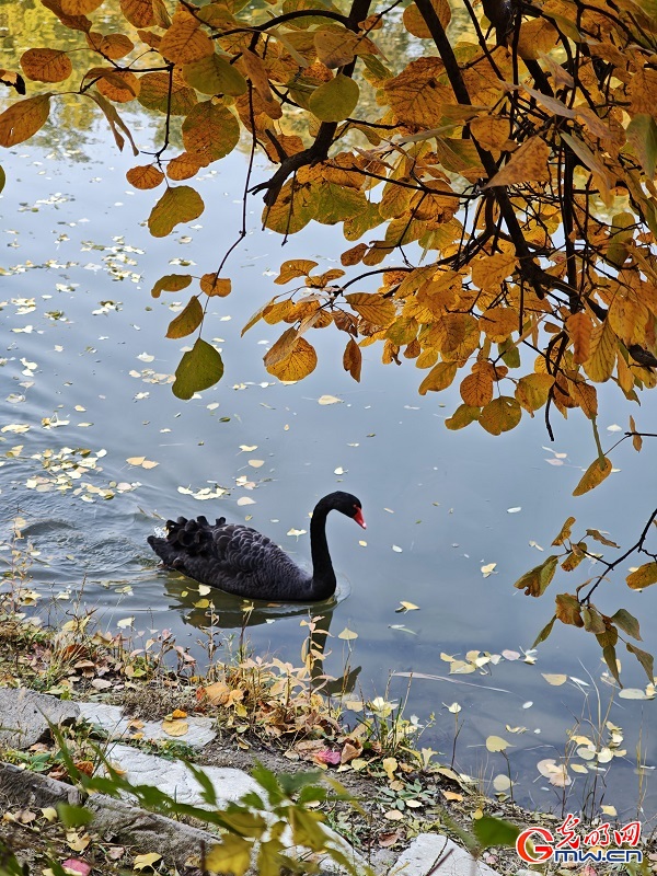 In pics: autumn scenery of Yuanmingyuan Park In pics: autumn scenery of Yuanmingyuan Park