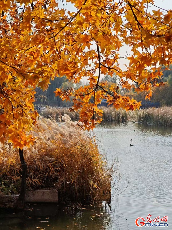 In pics: autumn scenery of Yuanmingyuan Park In pics: autumn scenery of Yuanmingyuan Park