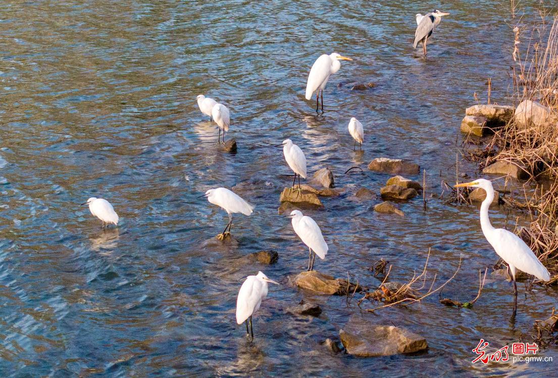 Picturesque scenery at Luohe River in C China