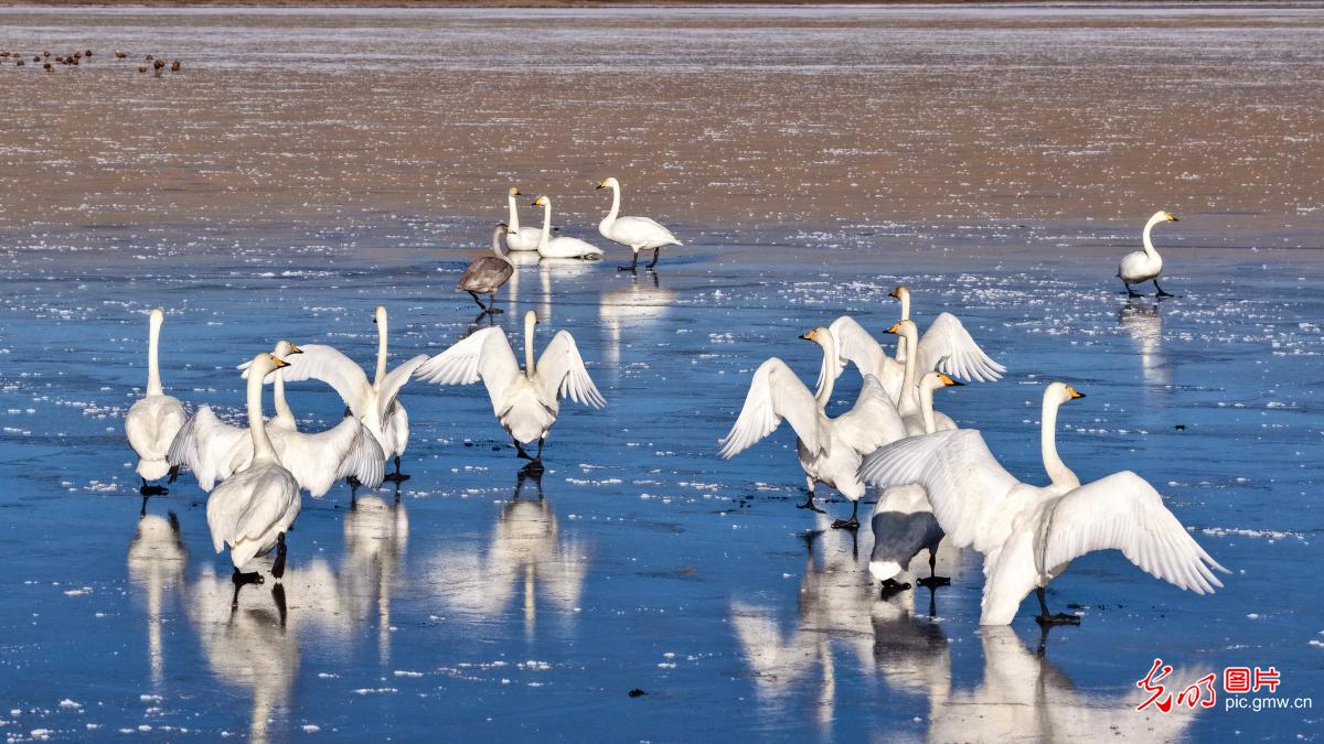 Winter scenery at NW China's Luanniao Lake Wetland
