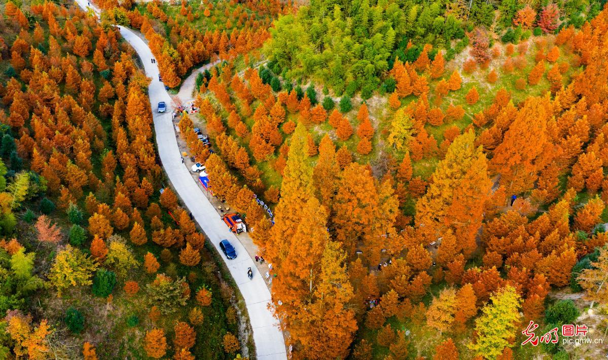 Pictureque dawn redwood forest in C China's Hunan