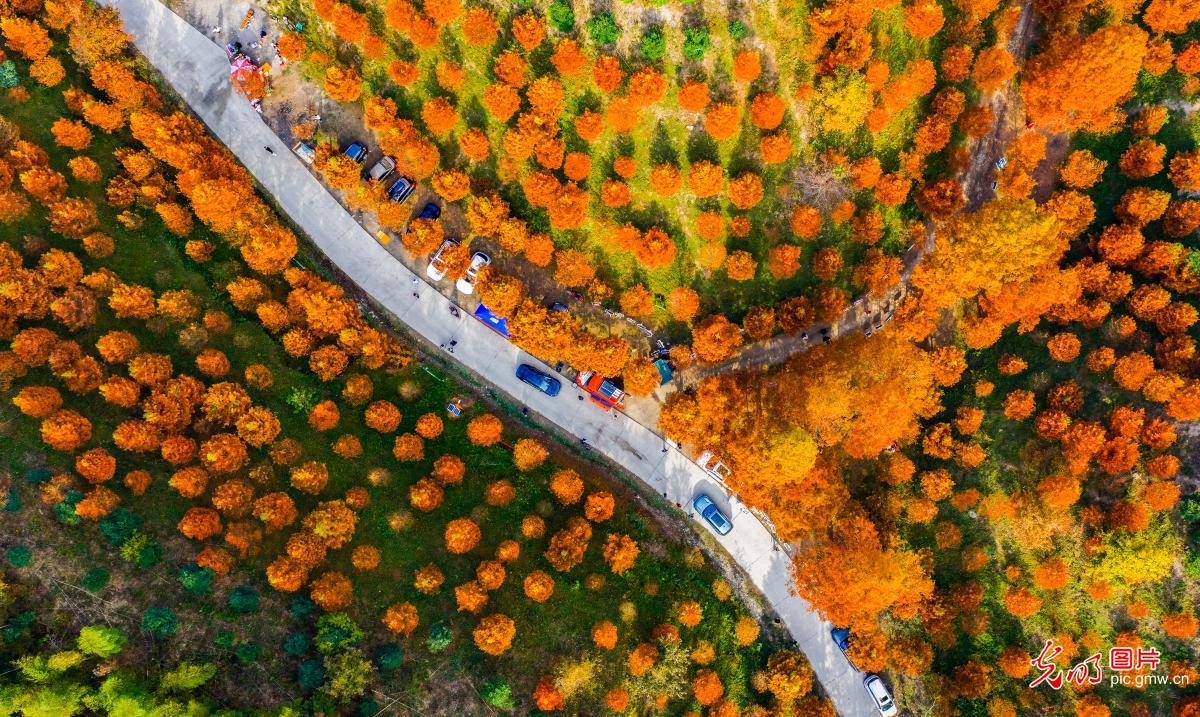 Pictureque dawn redwood forest in C China's Hunan