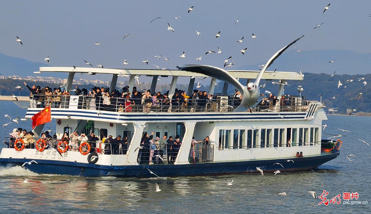 Gull-watching season starts in E China’s Taihu Lake