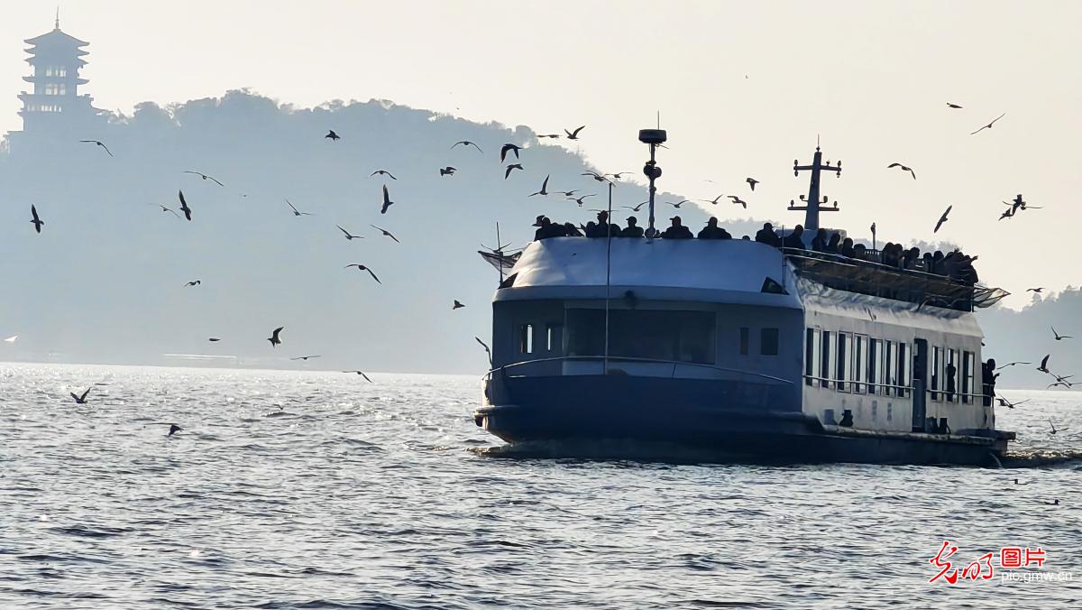 Gull-watching season starts in E China’s Taihu Lake