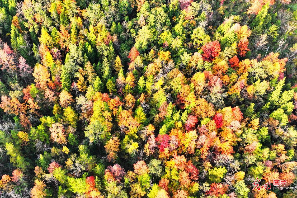Colorful forest draws crowds in SW China's Chongqing
