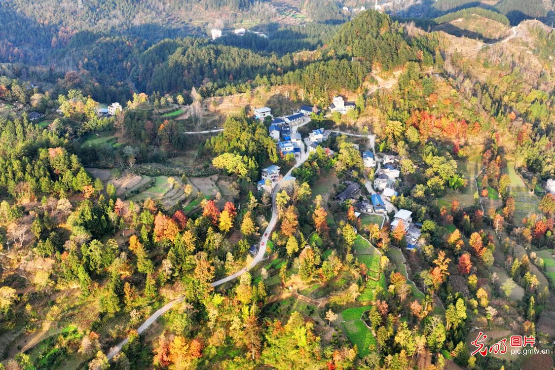 Colorful forest draws crowds in SW China's Chongqing
