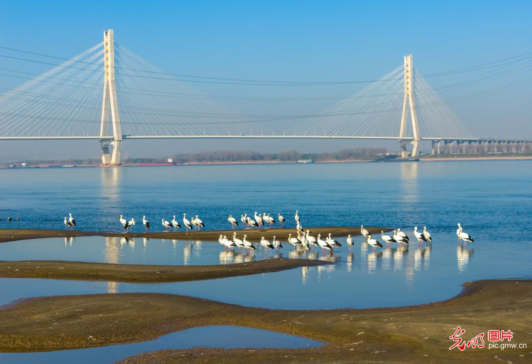 Graceful storks animate early winter wetlands along the Yangtze River