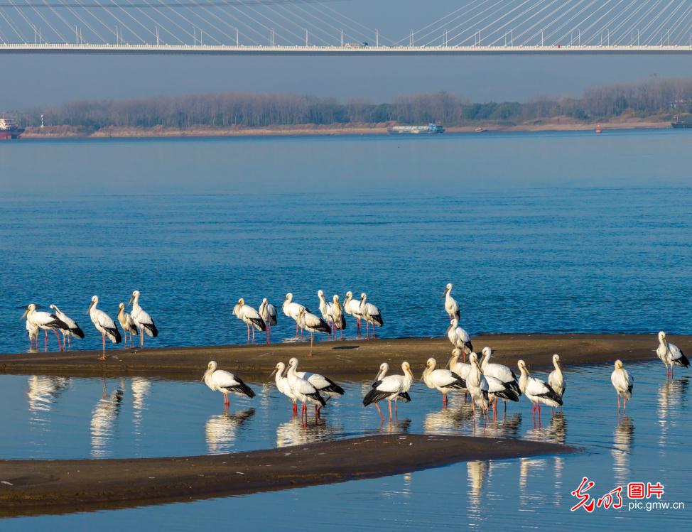 Graceful storks animate early winter wetlands along the Yangtze River