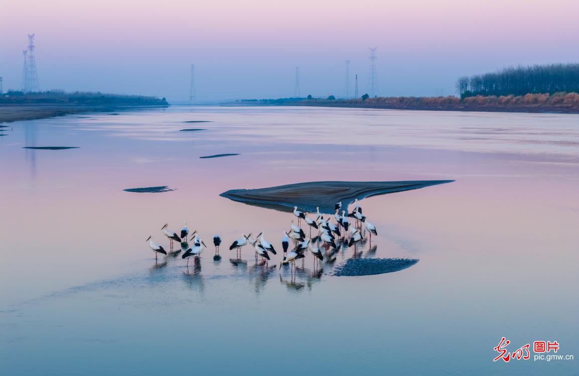 Graceful storks animate early winter wetlands along the Yangtze River