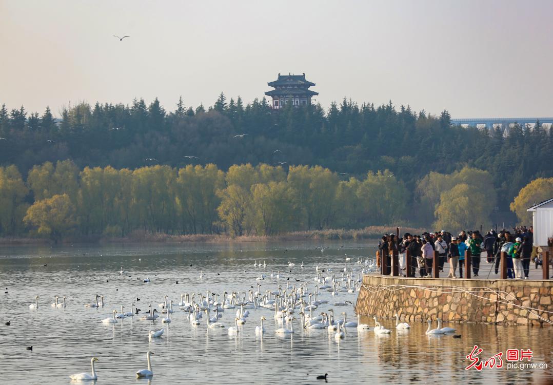 Swan-watching season unfolds along Yellow River wetlands Swan-watching season unfolds along Yellow River wetlands