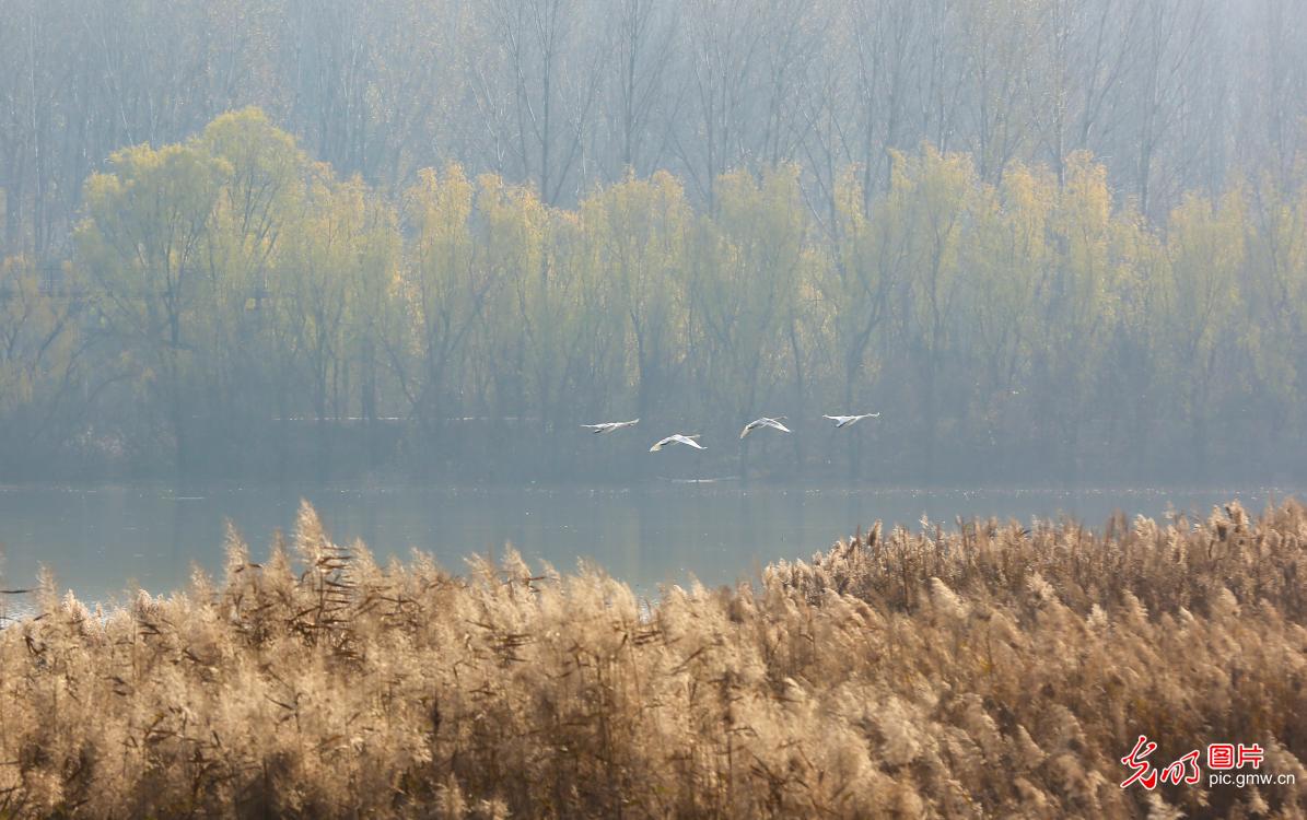 Swan-watching season unfolds along Yellow River wetlands Swan-watching season unfolds along Yellow River wetlands