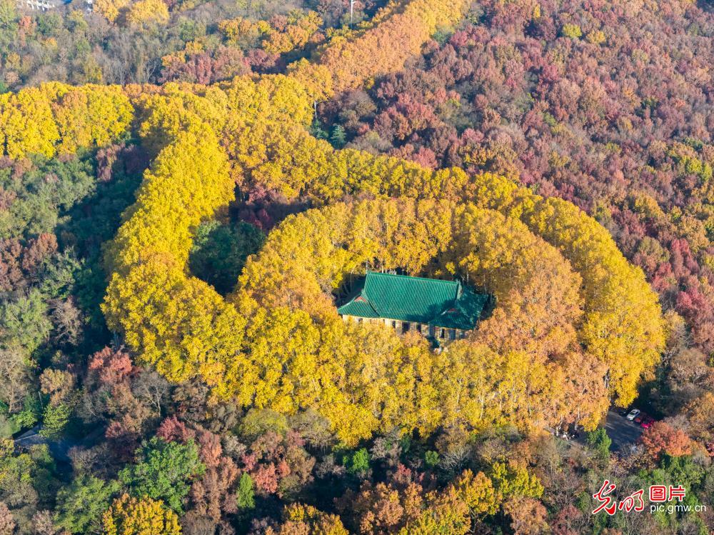 Autumn colors enrich scenic landscapes in Nanjing Autumn colors enrich scenic landscapes in Nanjing