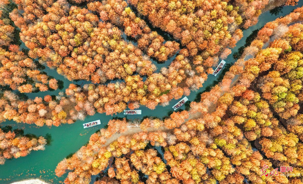 Late-autumn colors brighten wetland landscapes in E China's Anhui Late-autumn colors brighten wetland landscapes in E China's Anhui