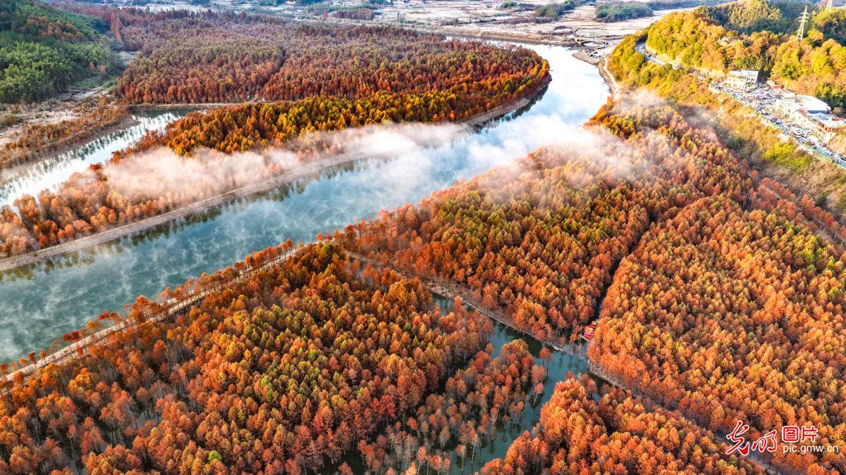Late-autumn colors brighten wetland landscapes in E China's Anhui Late-autumn colors brighten wetland landscapes in E China's Anhui