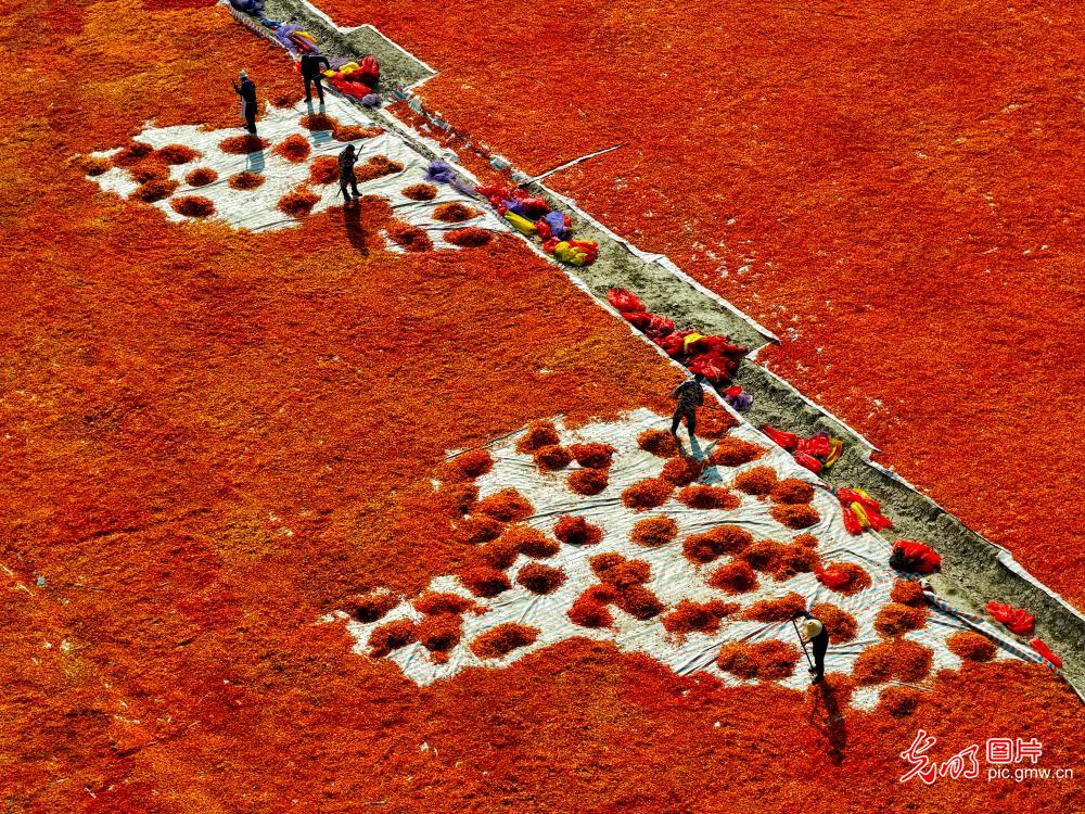 Farmers dry chili peppers in late-autumn sunshine Farmers dry chili peppers in late-autumn sunshine