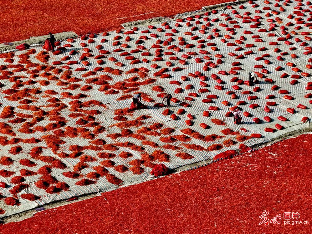 Farmers dry chili peppers in late-autumn sunshine Farmers dry chili peppers in late-autumn sunshine