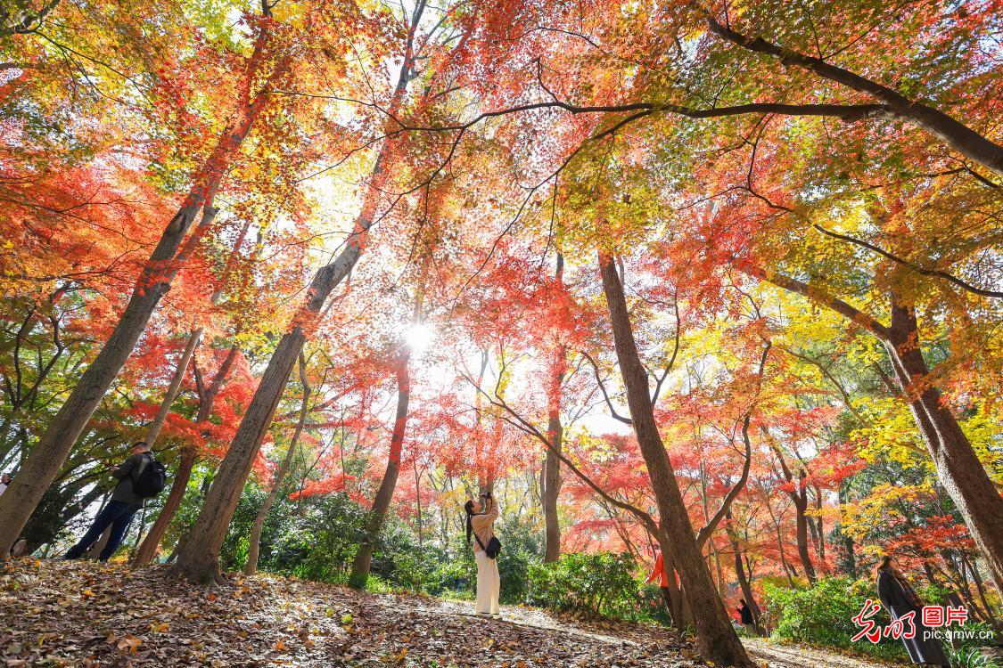 Early-winter colors charm visitors at Nanjing Zhongshan Botanical Garden Early-winter colors charm visitors at Nanjing Zhongshan Botanical Garden