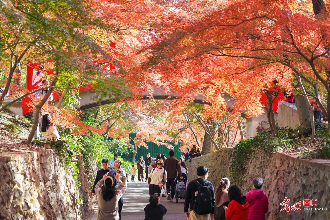 Early-winter colors charm visitors at Nanjing Zhongshan Botanical Garden Early-winter colors charm visitors at Nanjing Zhongshan Botanical Garden