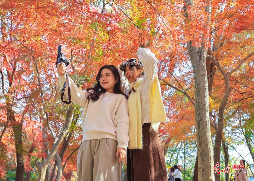 Early-winter colors charm visitors at Nanjing Zhongshan Botanical Garden Early-winter colors charm visitors at Nanjing Zhongshan Botanical Garden