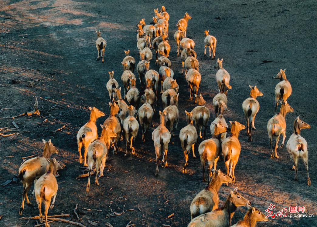 Milu deer bask in sunset glow at E China's Jiangsu wetland