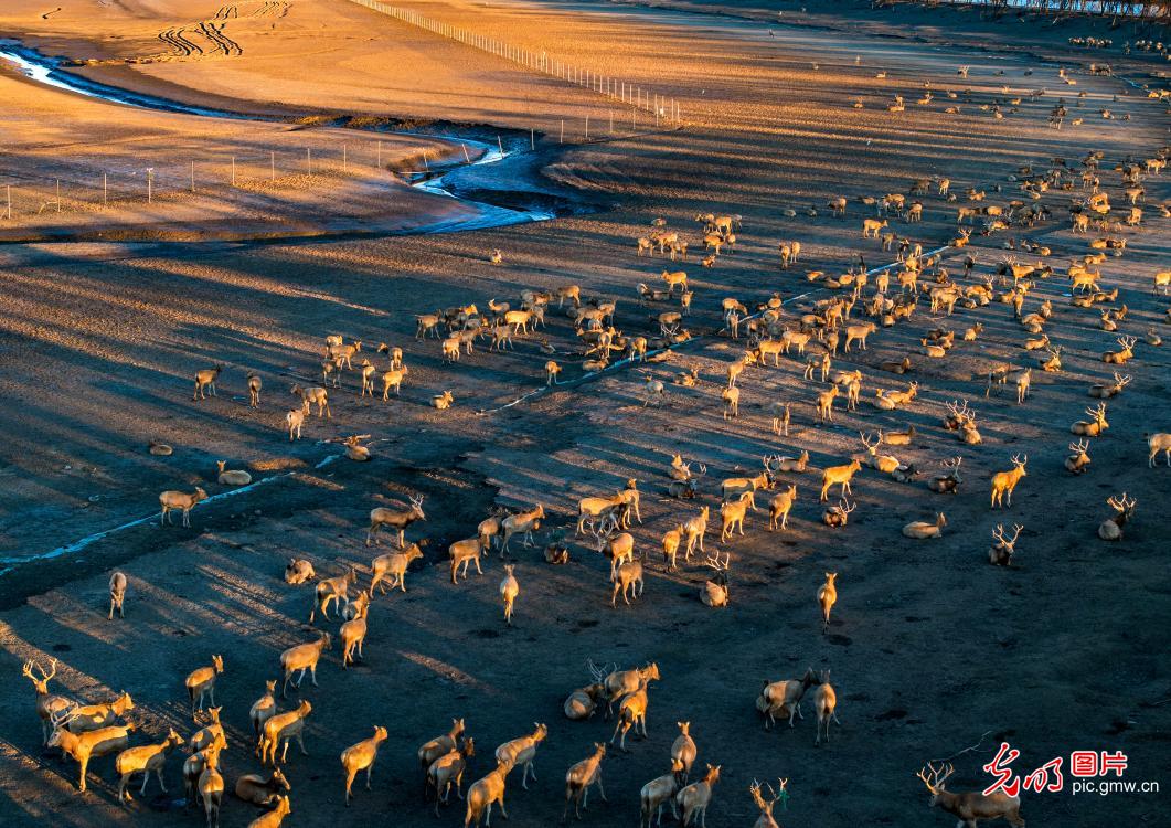 Milu deer bask in sunset glow at E China's Jiangsu wetland