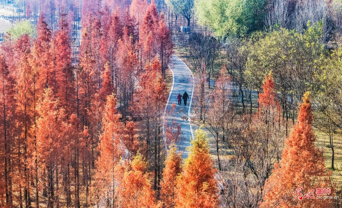 Winter colors shine in Xuecheng Forest Park, E China's Shandong