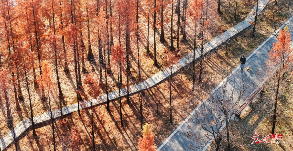 Winter colors shine in Xuecheng Forest Park, E China's Shandong