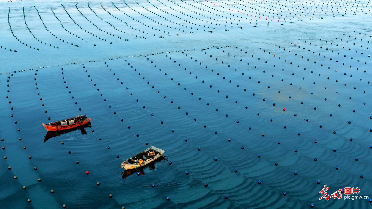 Workers farm winter kelp at dawn in E China's Shandong Workers farm winter kelp at dawn in E China's Shandong