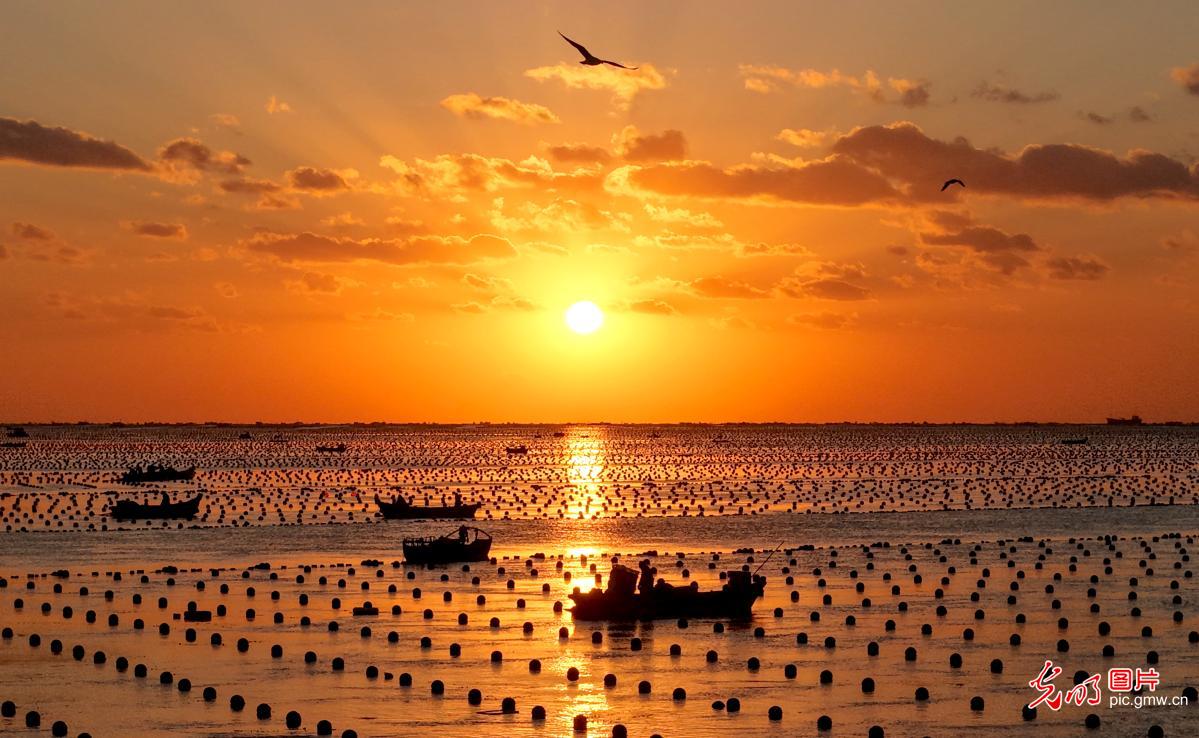 Workers farm winter kelp at dawn in E China's Shandong Workers farm winter kelp at dawn in E China's Shandong
