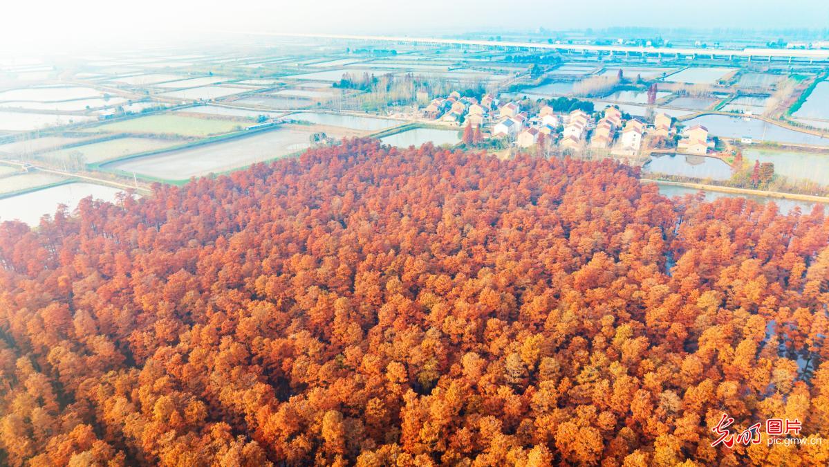 Autumn paints wetland forest red in C China's Wuhan