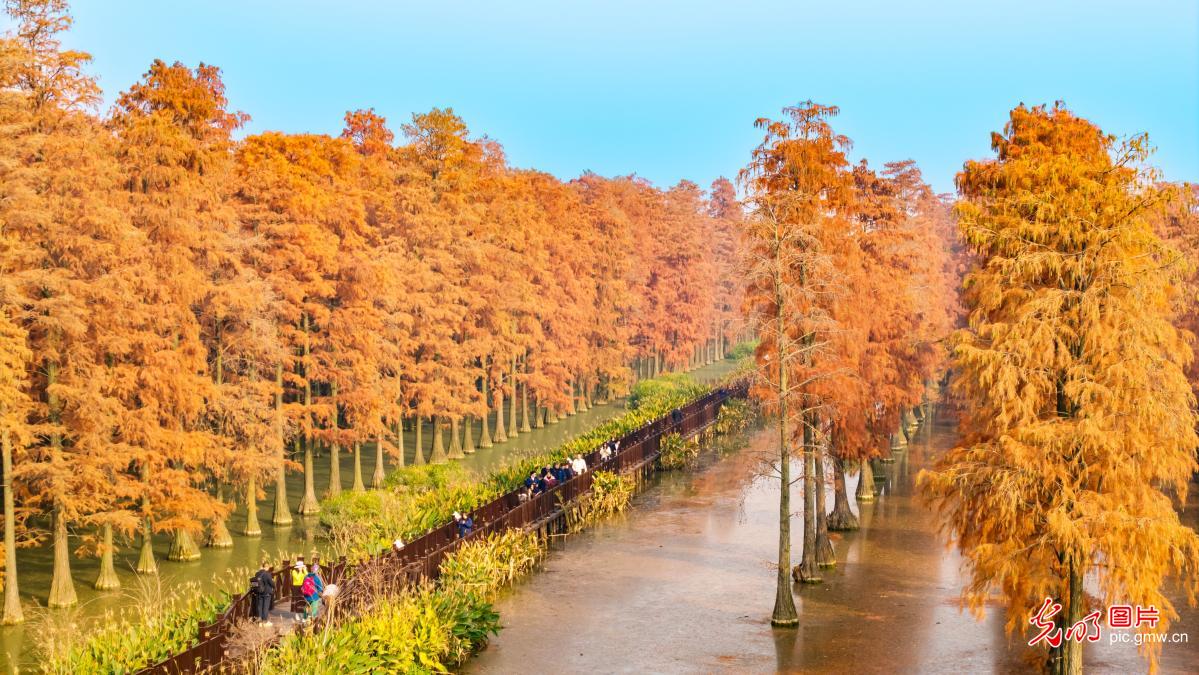 Autumn paints wetland forest red in C China's Wuhan