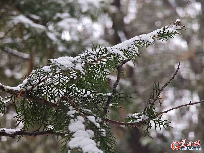 Snowfall brings serene winter beauty to the Temple of Heaven Snowfall brings serene winter beauty to the Temple of Heaven