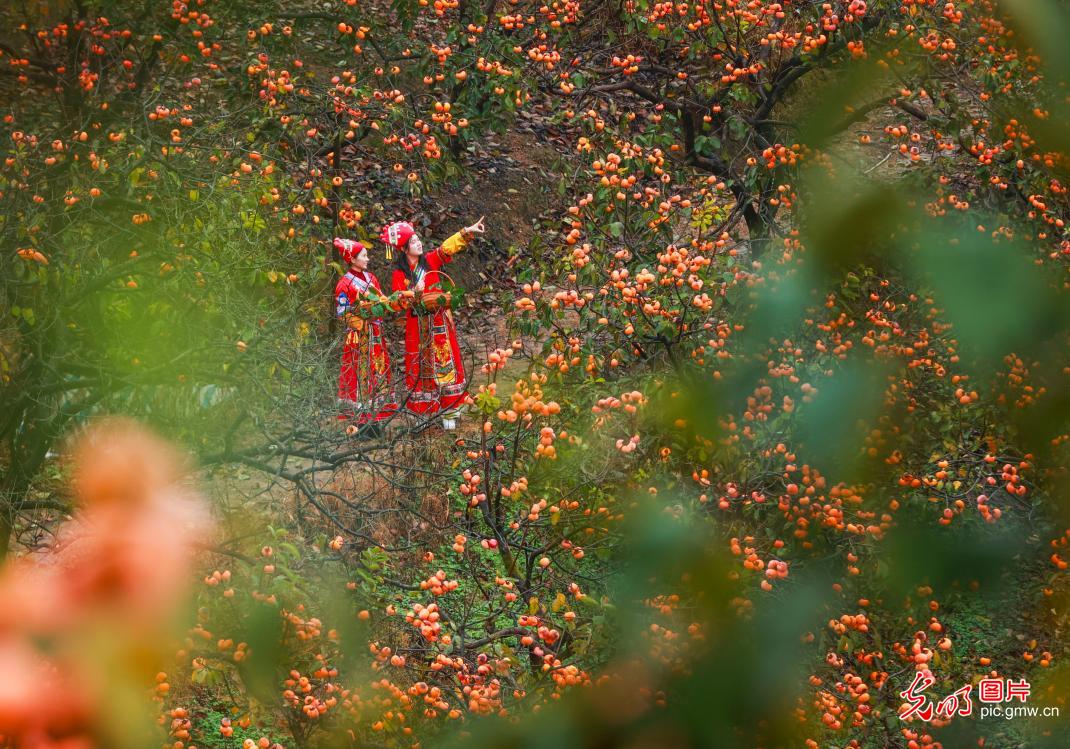 Persimmon harvest season in S China's Guangxi Persimmon harvest season in S China's Guangxi