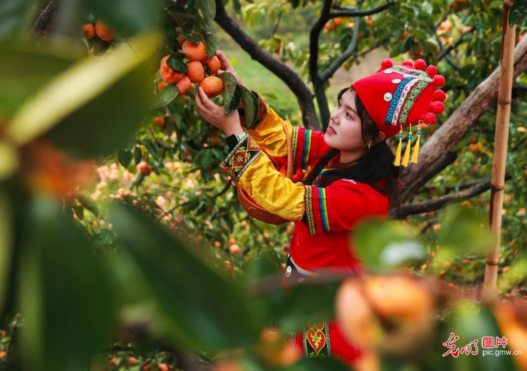 Persimmon harvest season in S China's Guangxi Persimmon harvest season in S China's Guangxi