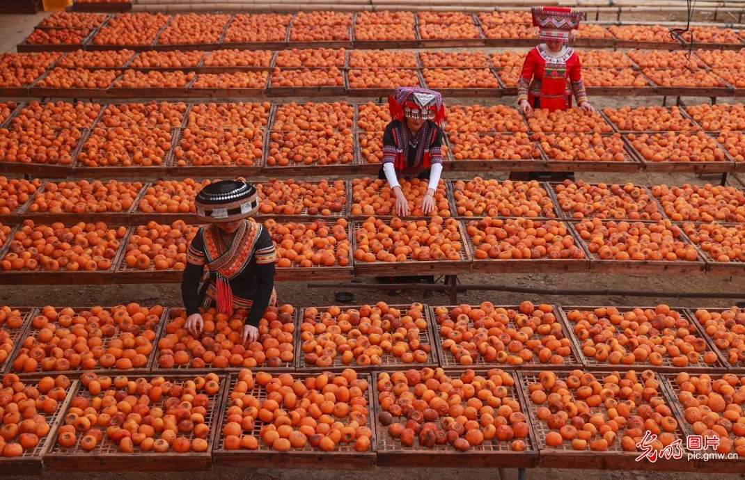 Persimmon harvest season in S China's Guangxi Persimmon harvest season in S China's Guangxi