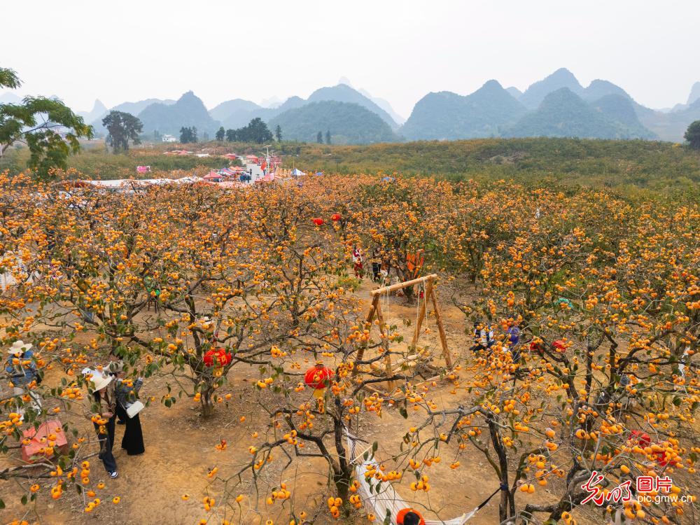 Persimmons brighten winter village in S China 's Guangxi