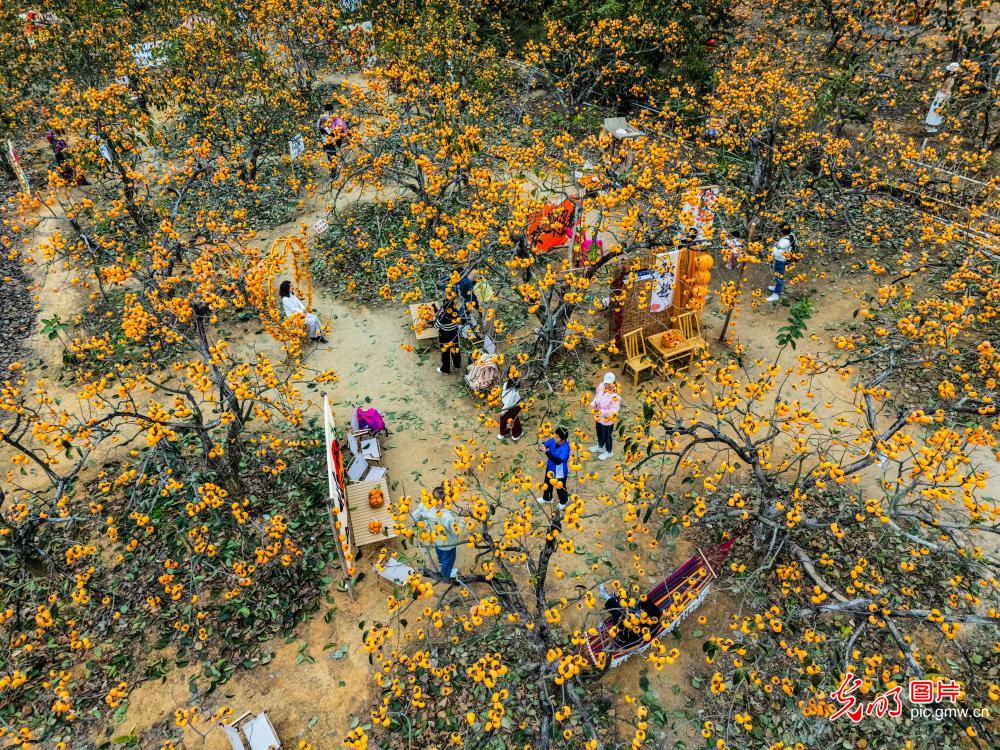 Persimmons brighten winter village in S China 's Guangxi