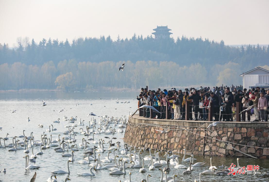 Swans draw winter crowds in C China's Henan